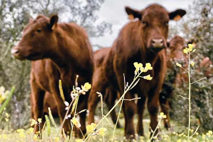 Nuestros animales en plena dehesa