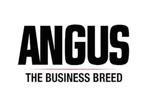 Angus, the business breed