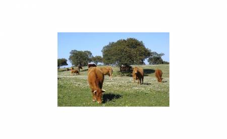 Organiq: calidad excepcional y beneficios para la salud